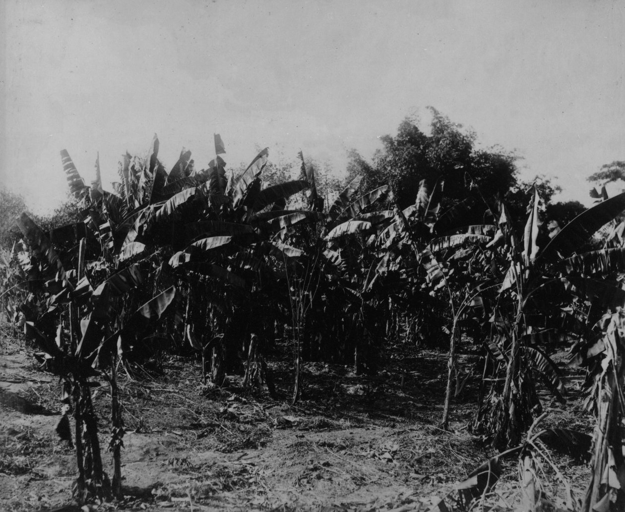 Banandyrkning, Trinidad, ca. 1891 af English Photographer
