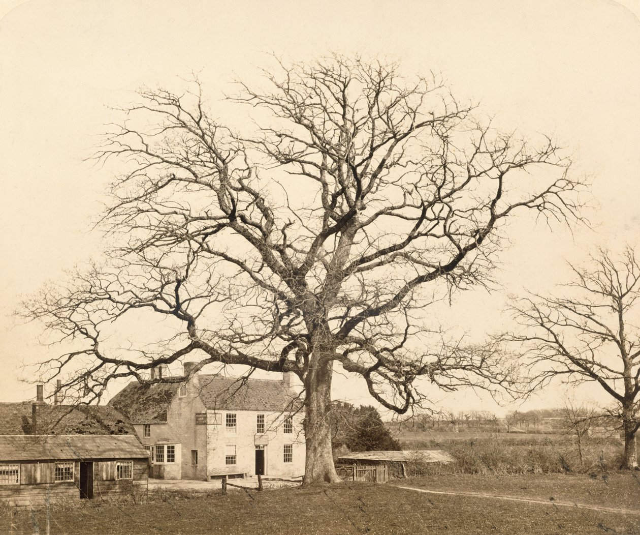 Oak (om vinteren) Friars Oak, Clayton, Sussex, 1860, (albumin print fra vådt kollodium negativ) af English Photographer