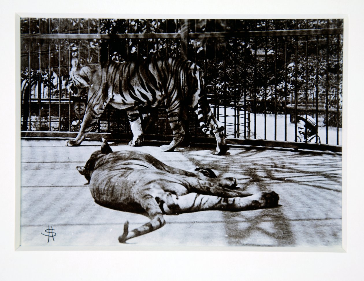 Tigre i London Zoo, 1870
