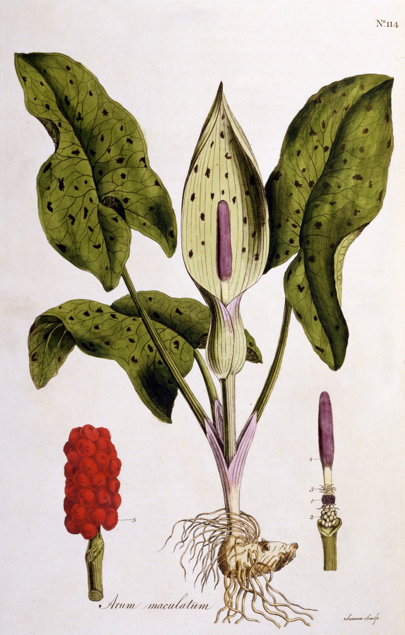 Arum Maculatum, plade 114 fra Flora Londiniensis af William Curtis, udgivet 1775 (håndfarvet gravering) af English School
