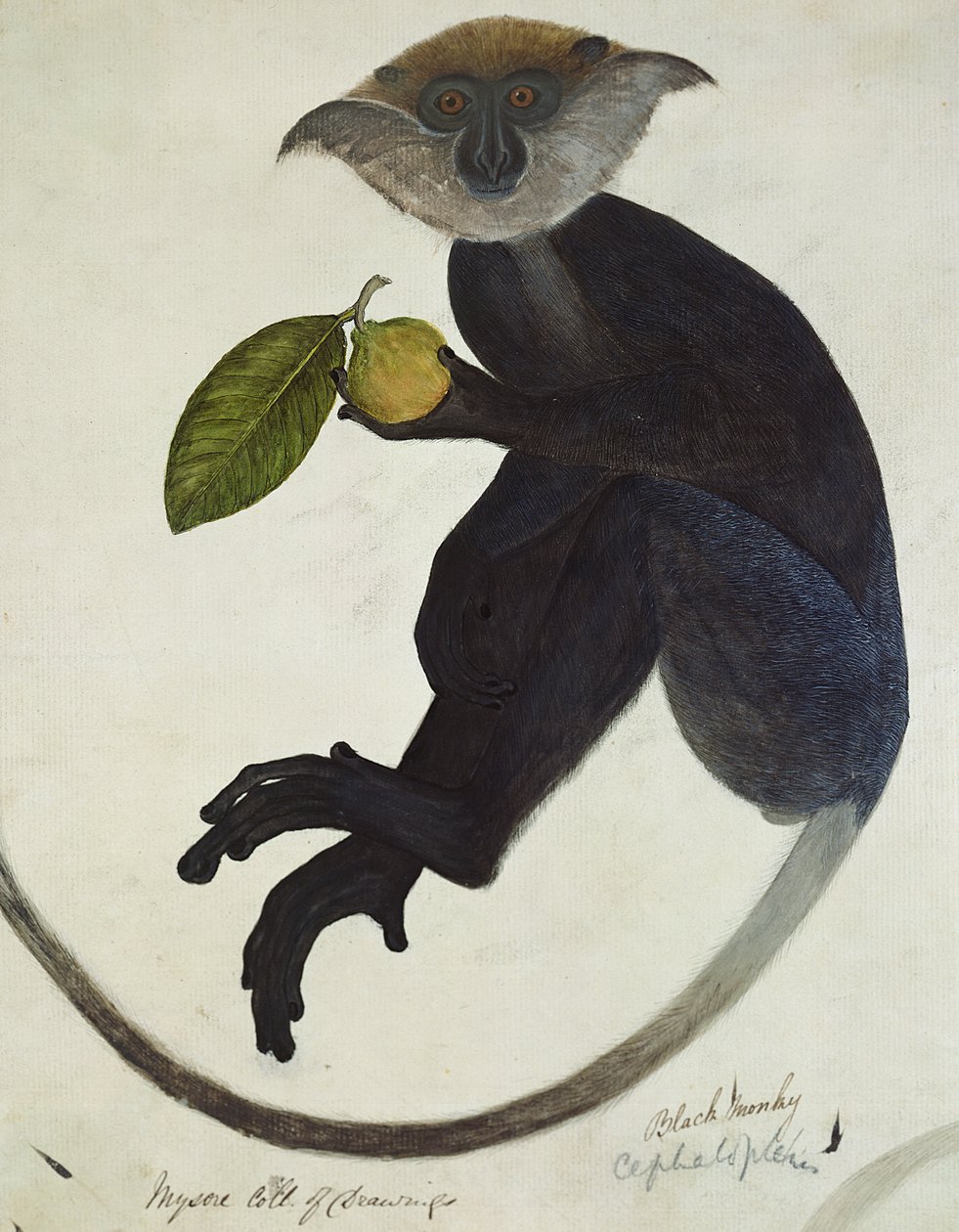 Black Monkey (pen og blæk og wc på papir) af English School