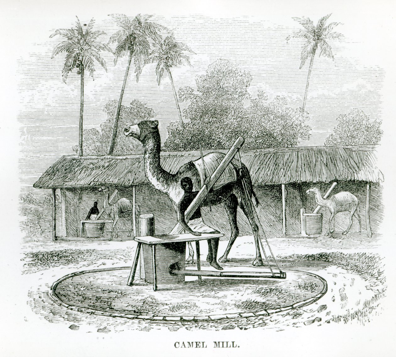 Camel Mill, fra 