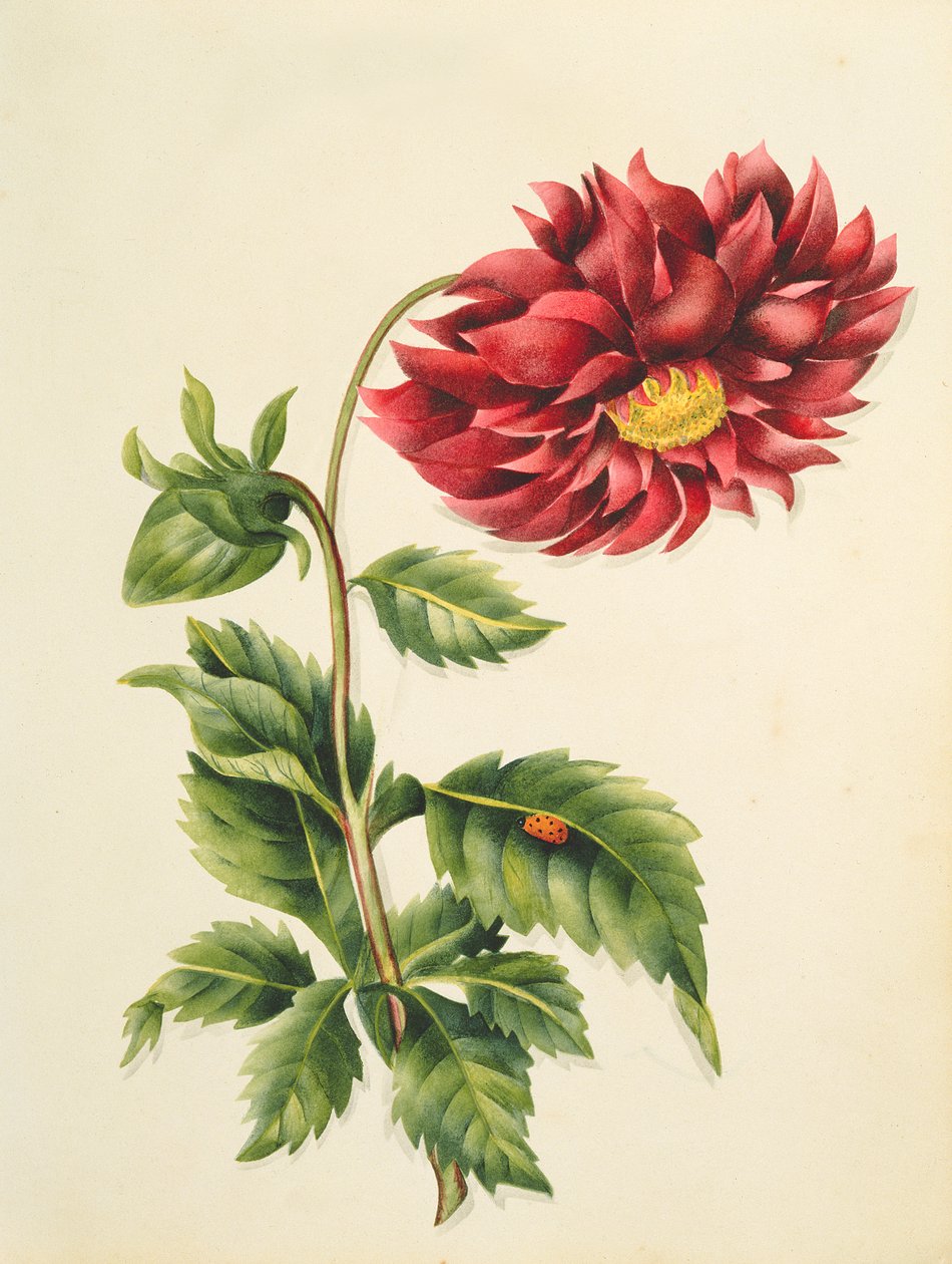 Krysantemum, fra blomster, et engelsk botanisk manuskript, ca. 1840 (wc) af English School