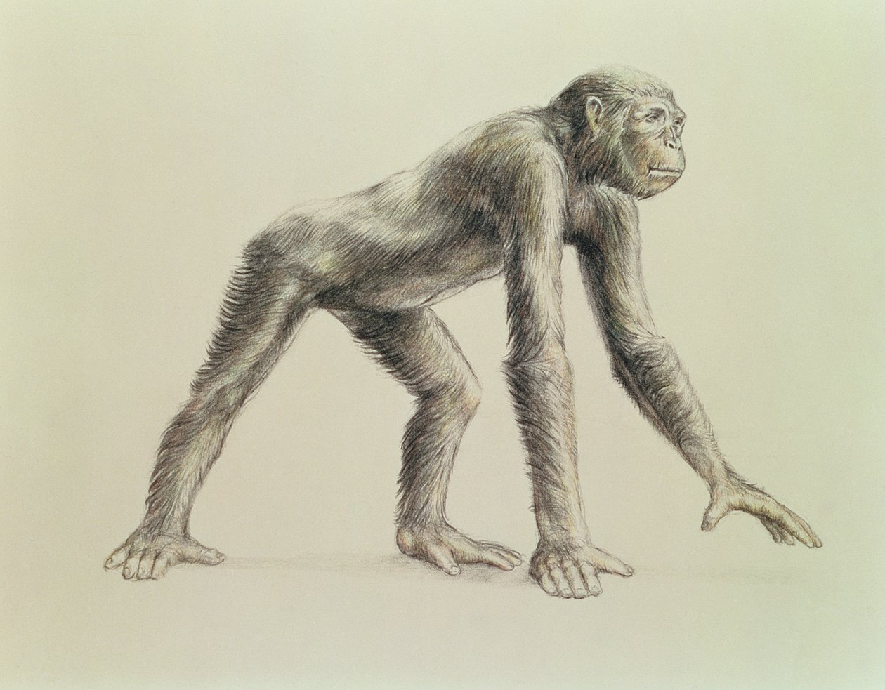 Dryopithecus Africanus af English School