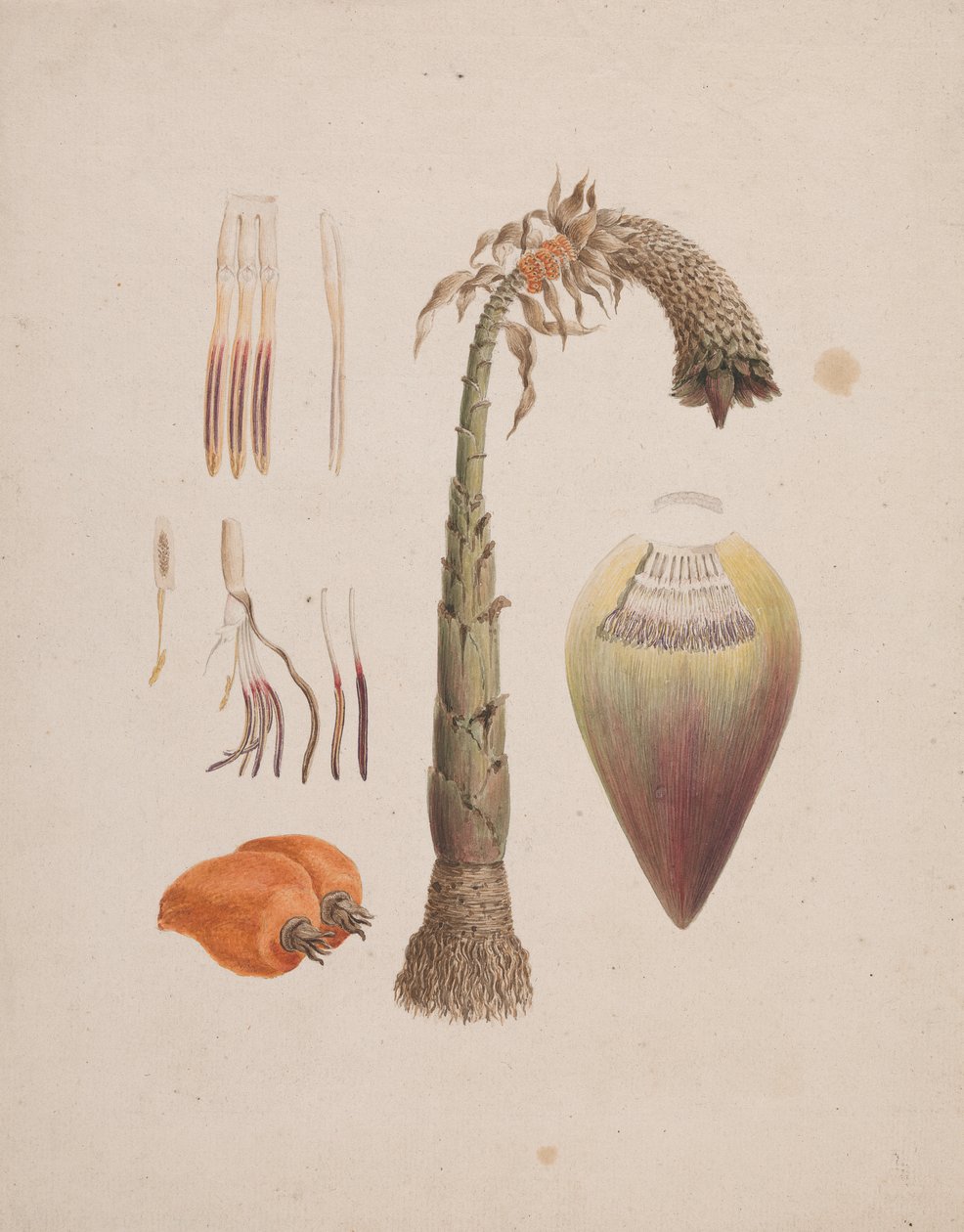 Ensete Ventricosum (wc over blyant på papir) af English School