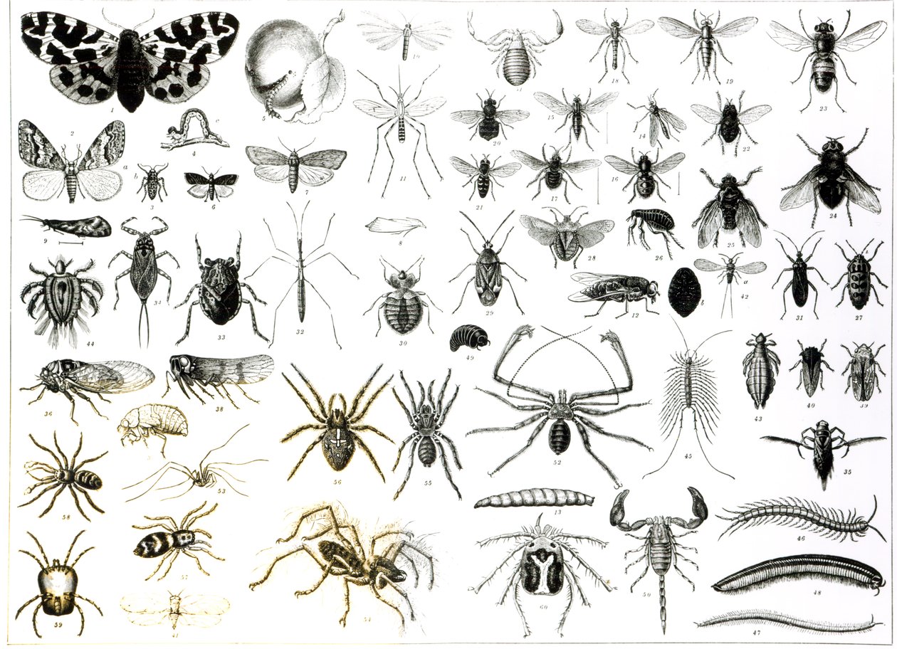 Entomologi, Myriapoda og Arachnida af English School