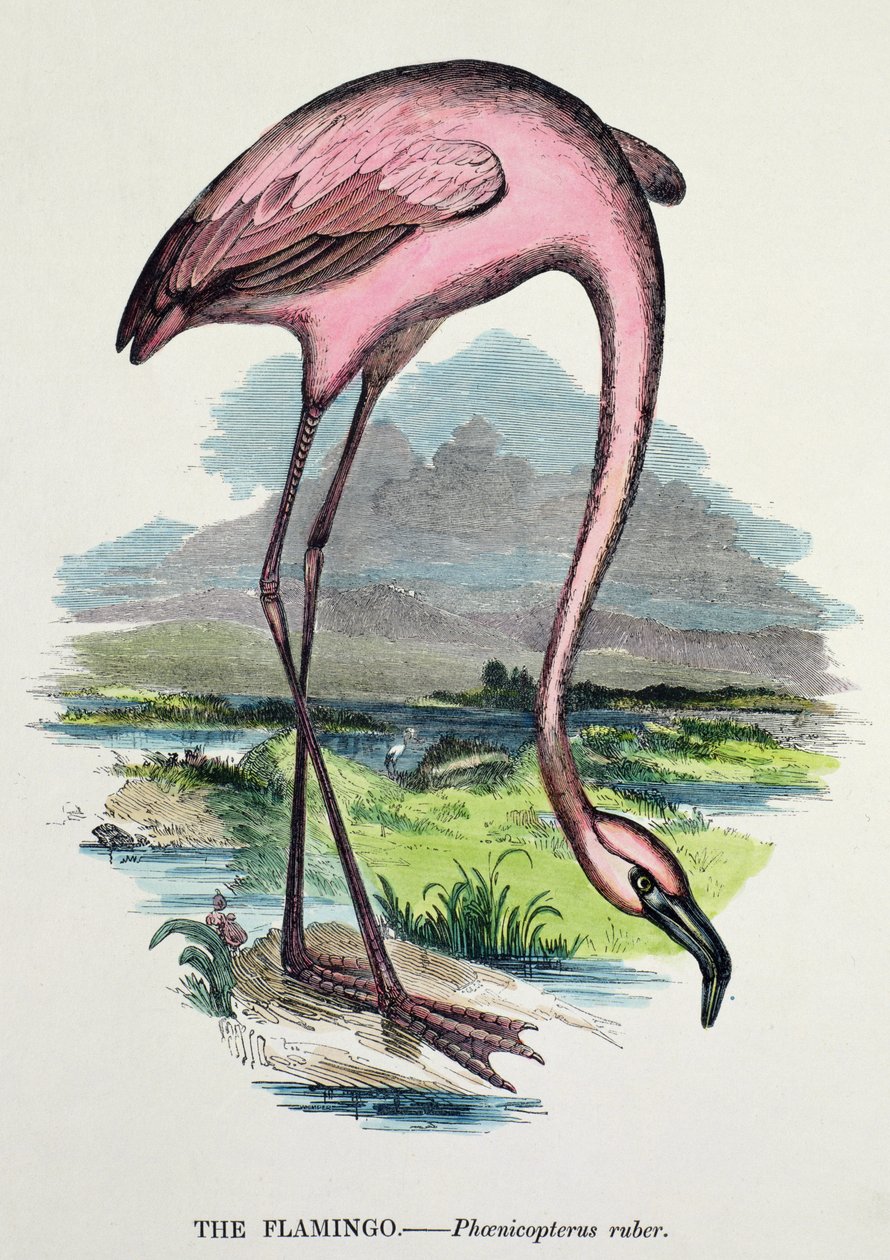 Flamingo (Phoenicopterus Ruber) af English School