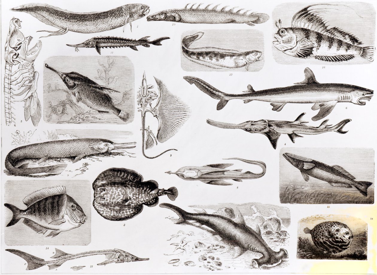 Iktyologi - Elasmobranch, Ganoid og Osseous Fish af English School