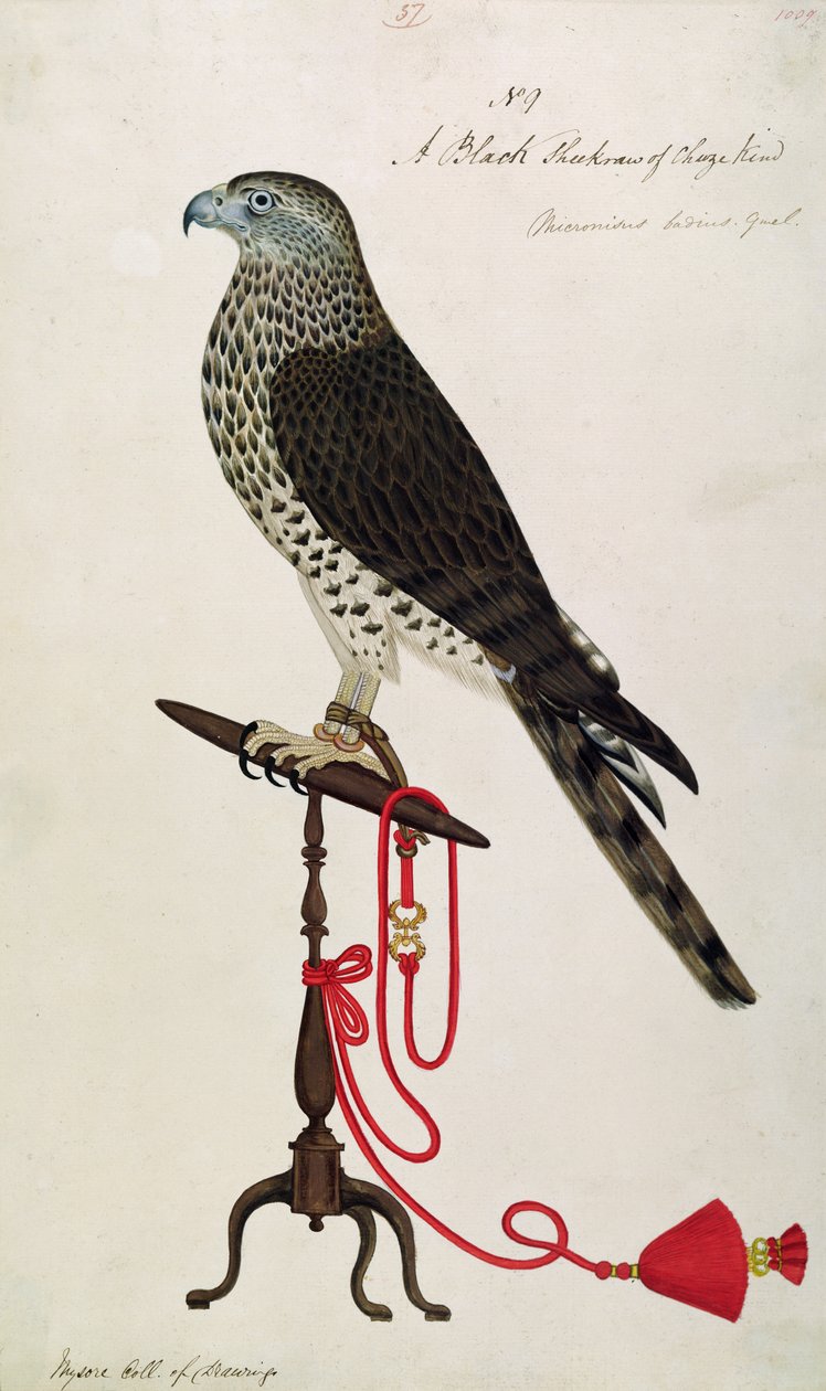 Indian Sparrow-Hawk (pen og blæk og toilet på papir) af English School