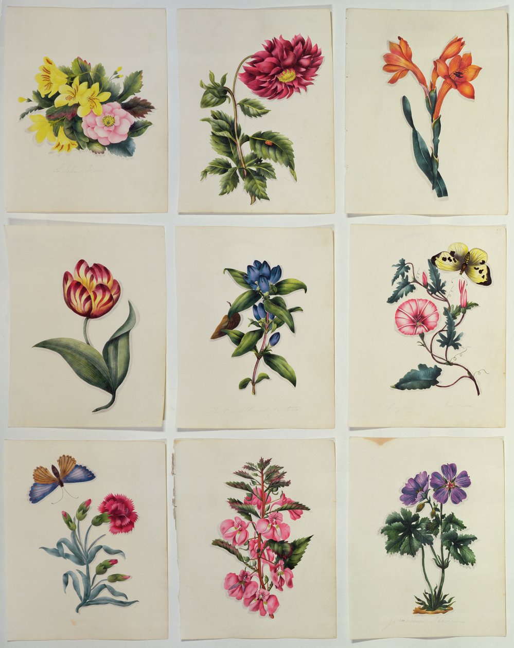 Ni blomsterplader (wc) af English School