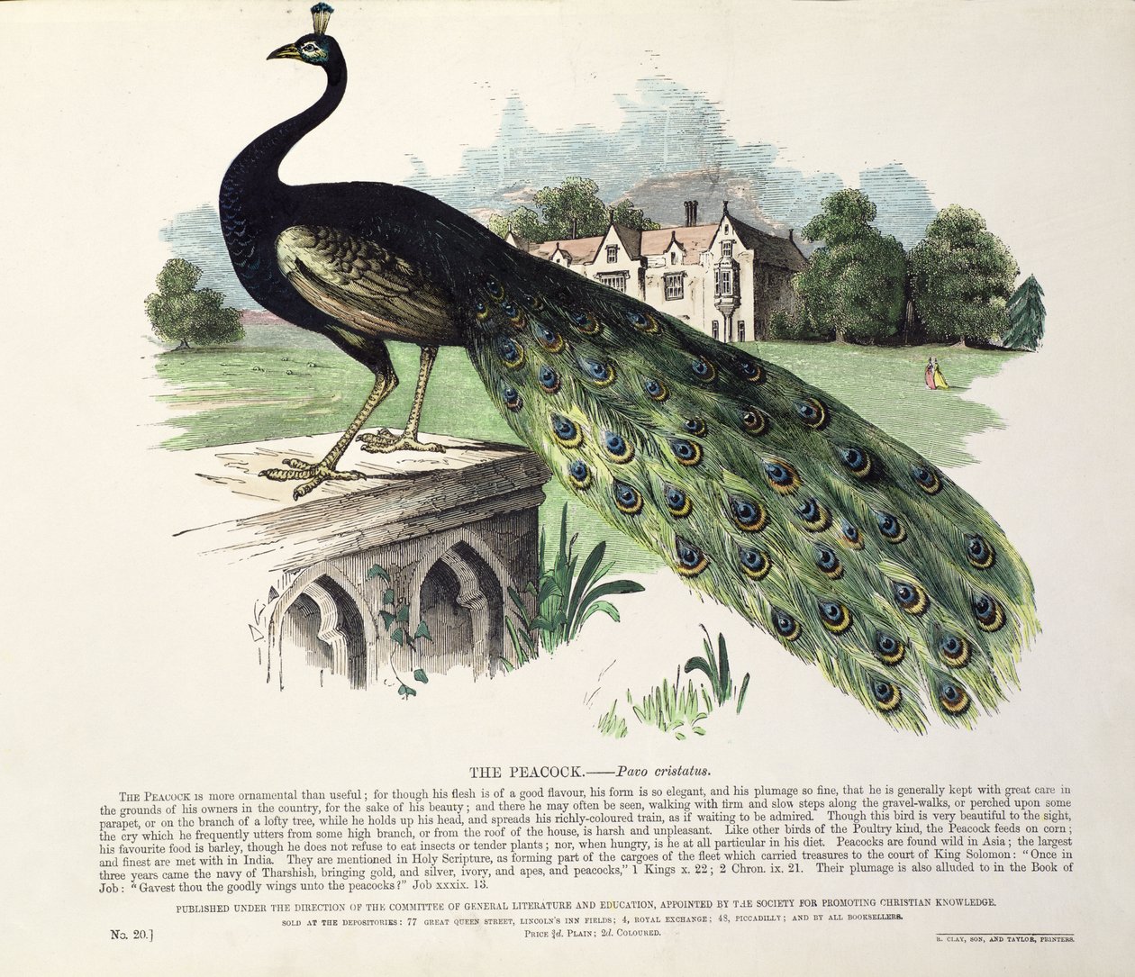 Påfugl (Pavo Cristatus) af English School