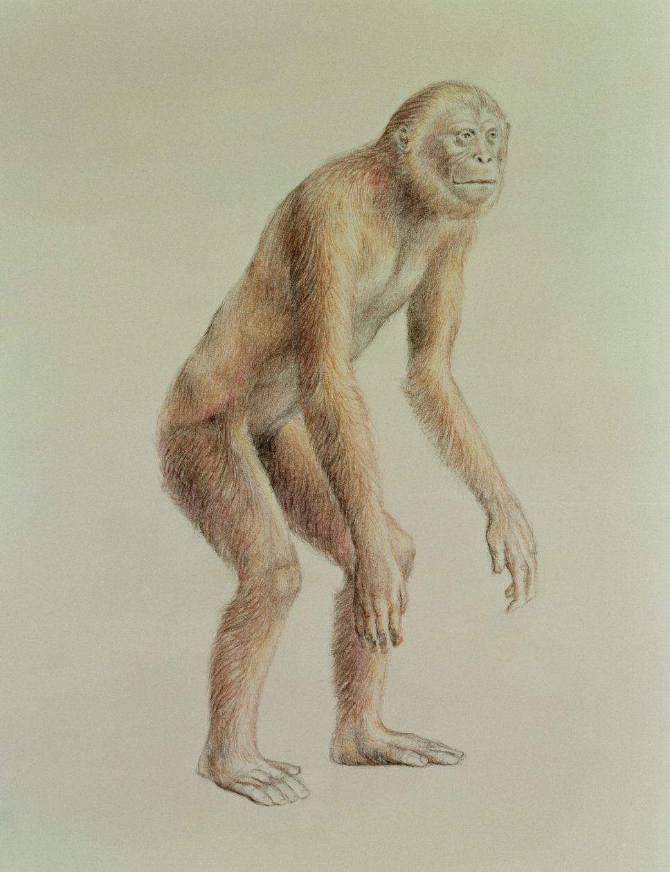 Ramapithecus af English School