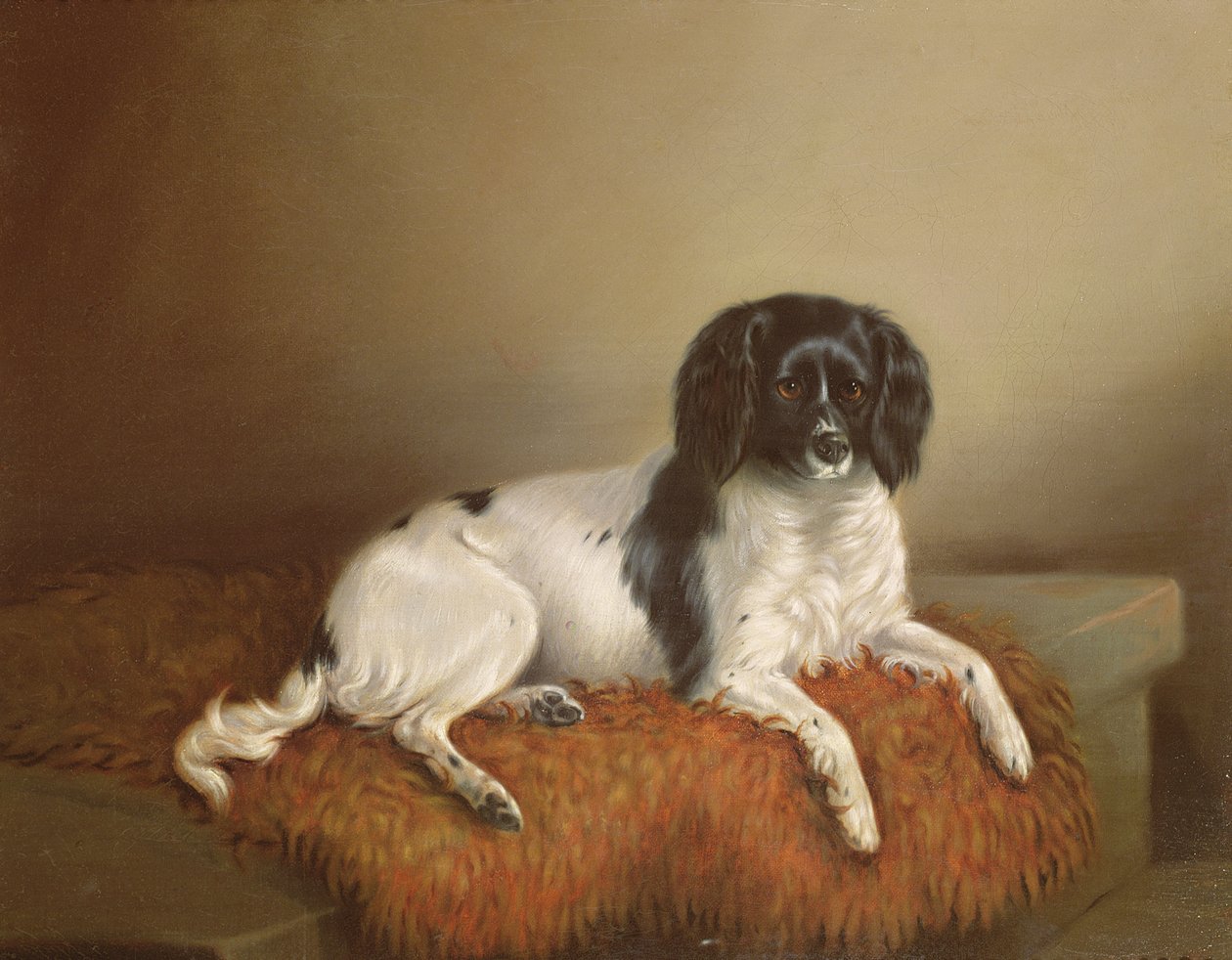 Springer Spaniel af English School