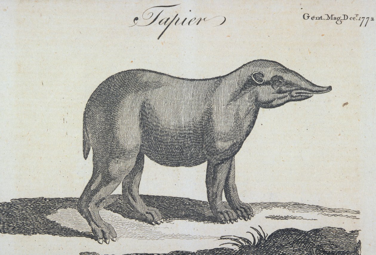 Tapir, fra 