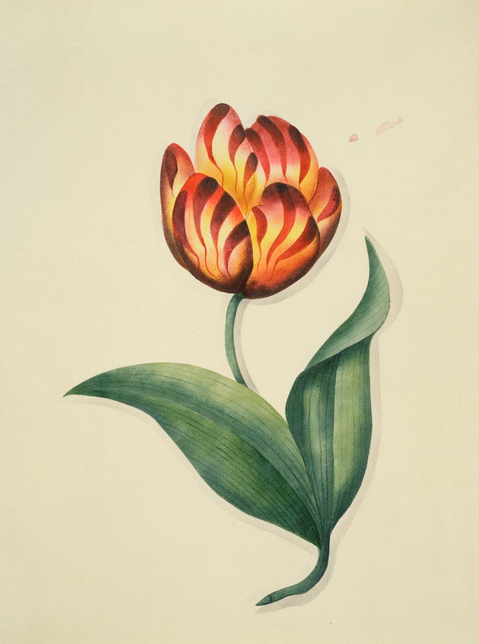 Tulipan, fra `Flowers, an English Botanical Manuscript, c.1840 (wc) af English School