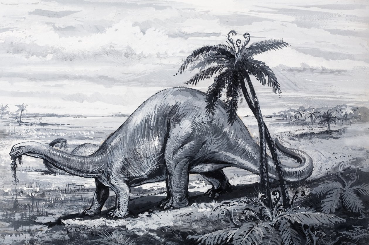 Brontosaurus af English Photographer