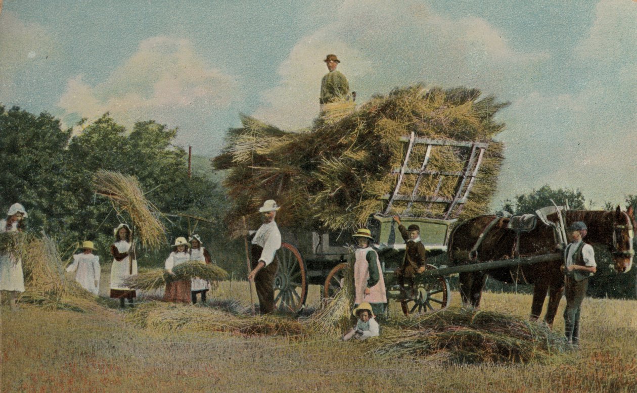 Farm workers harvesting in the fieldsdani af English Photographer