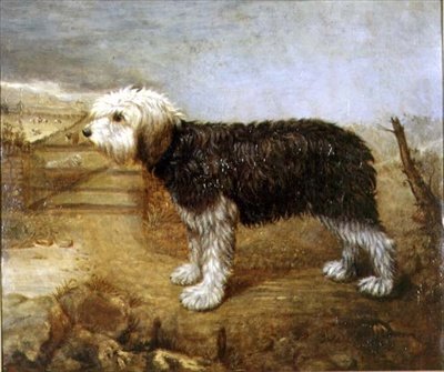 En fårehund, marker hinsides af English School