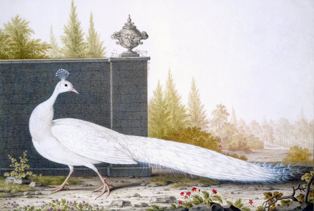 En hvid Peahen af English School