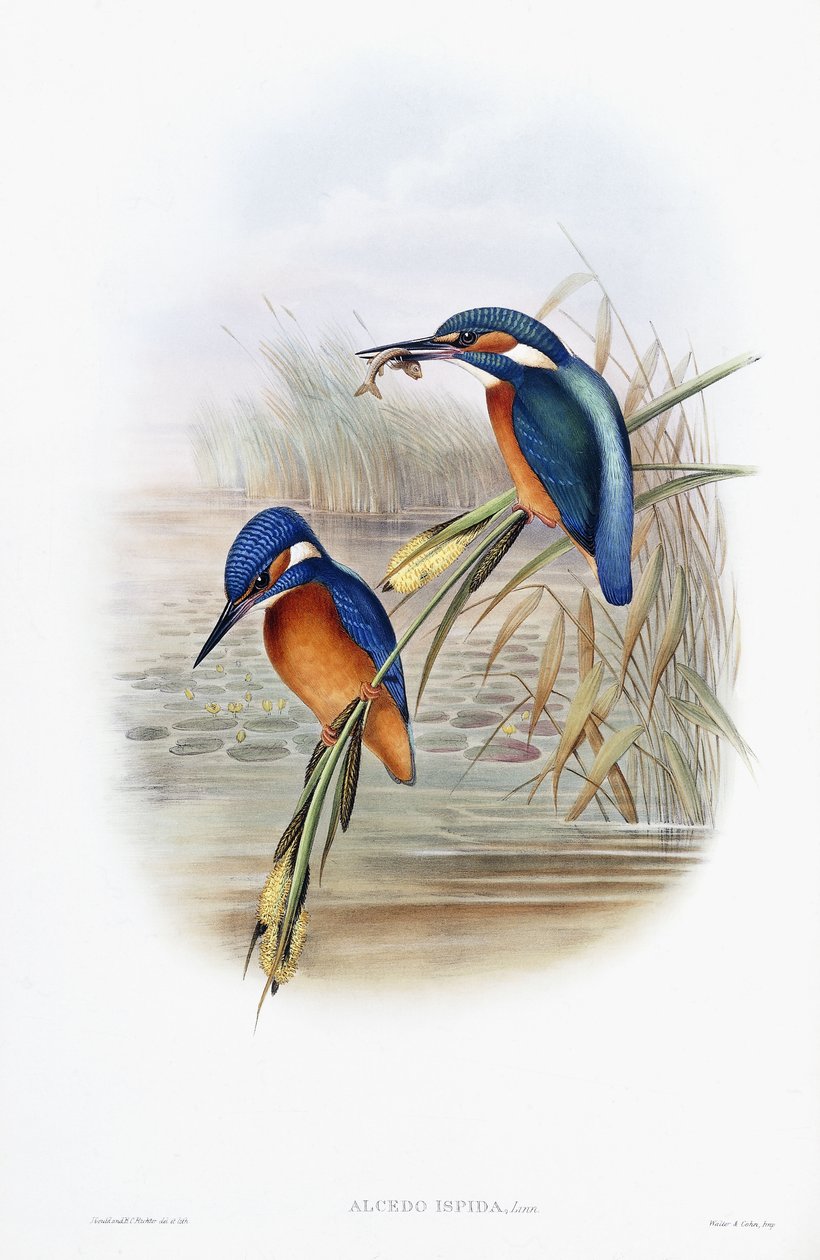 Alcedo Ispida (Almindelig isfugl) af English School