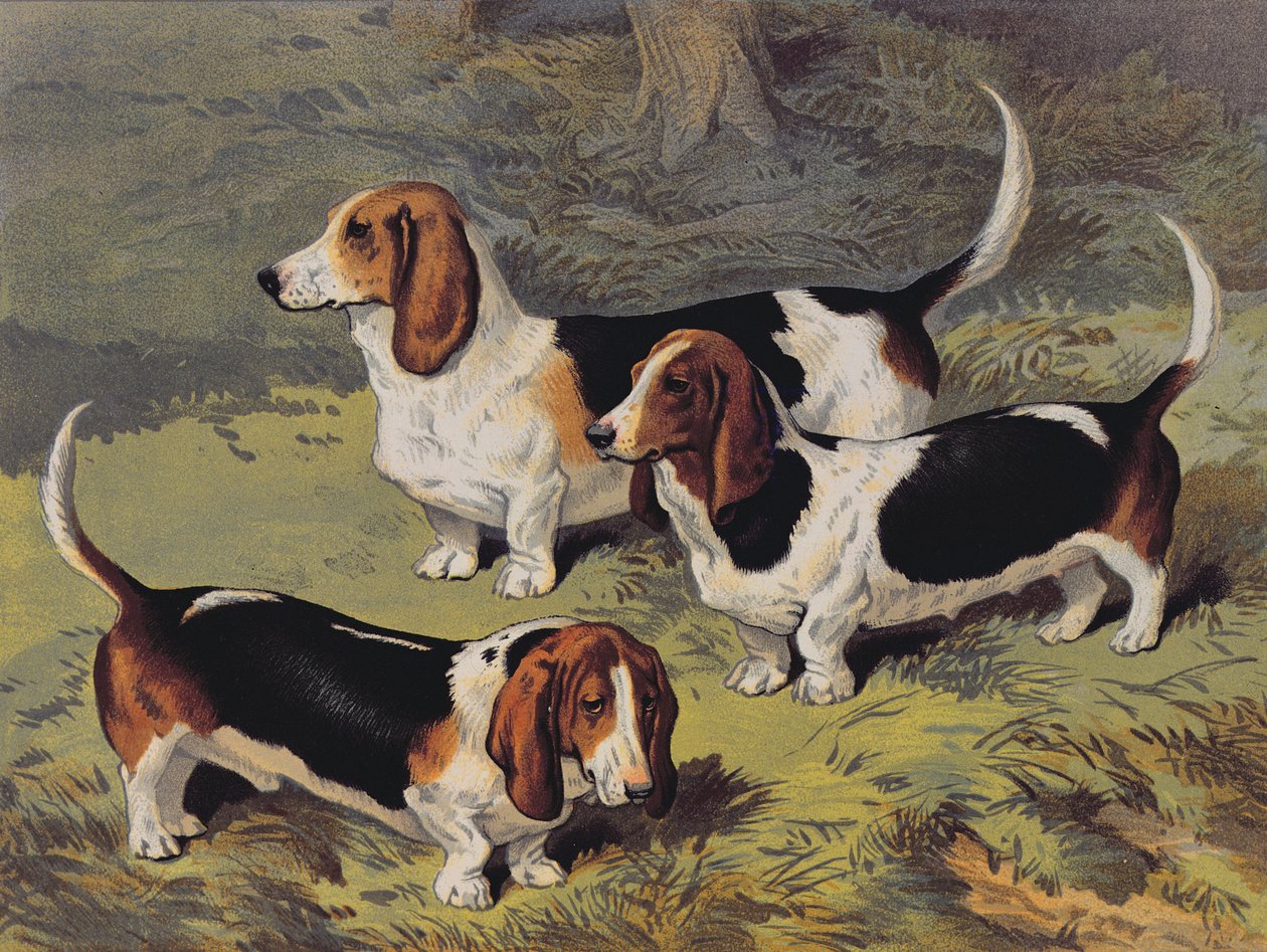 Basset Hounds, 1890 af English School
