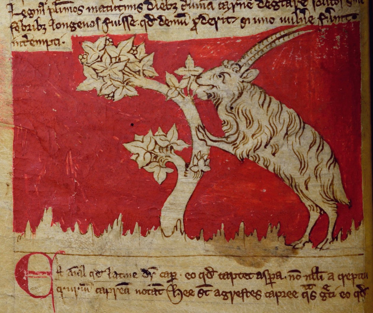 CCA-LitMs/D/10 fol.1v Ged, fra Bestiary af English School