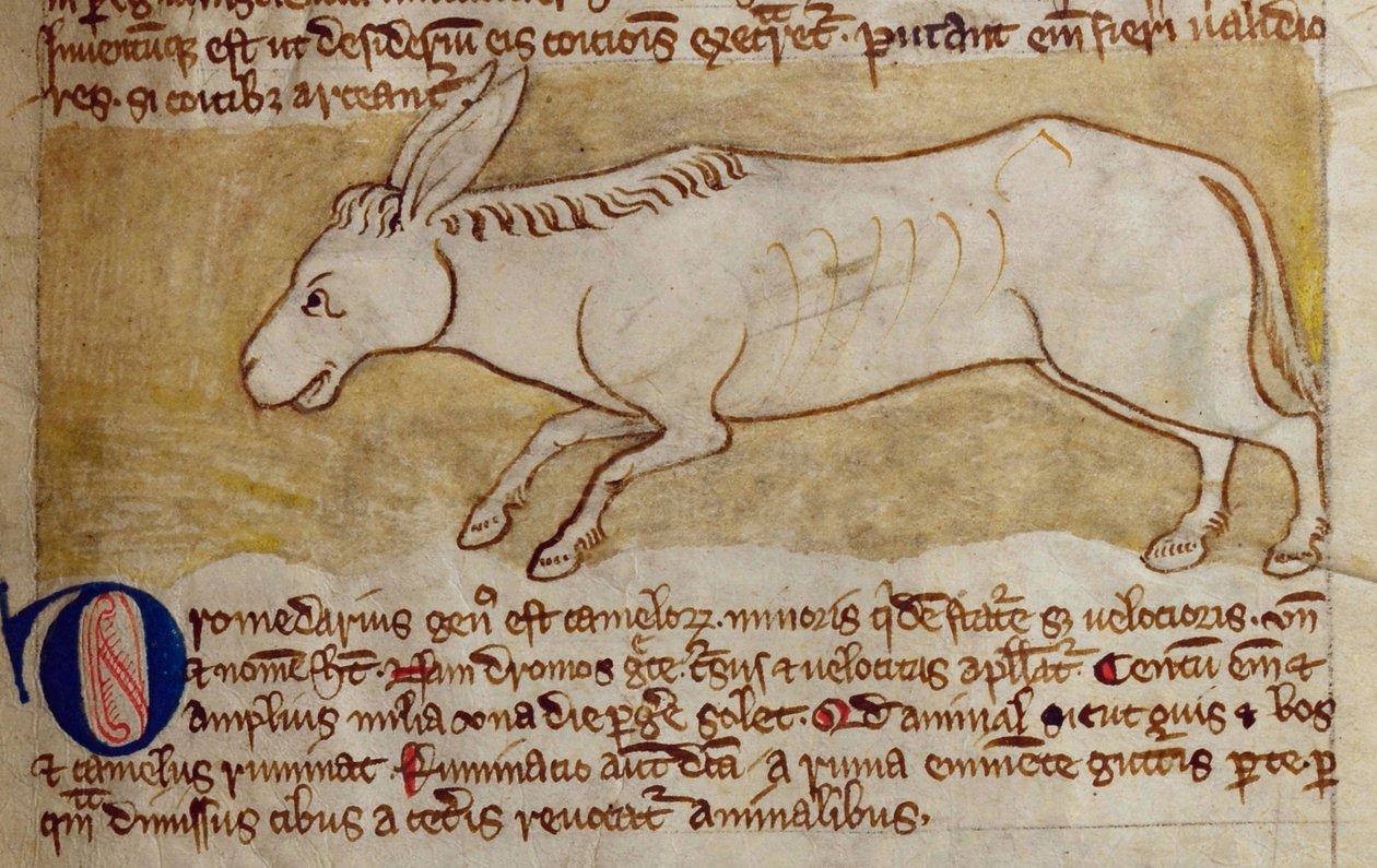 CCA-LitMs/D/10 fol. 10r æsel, fra Bestiary af English School