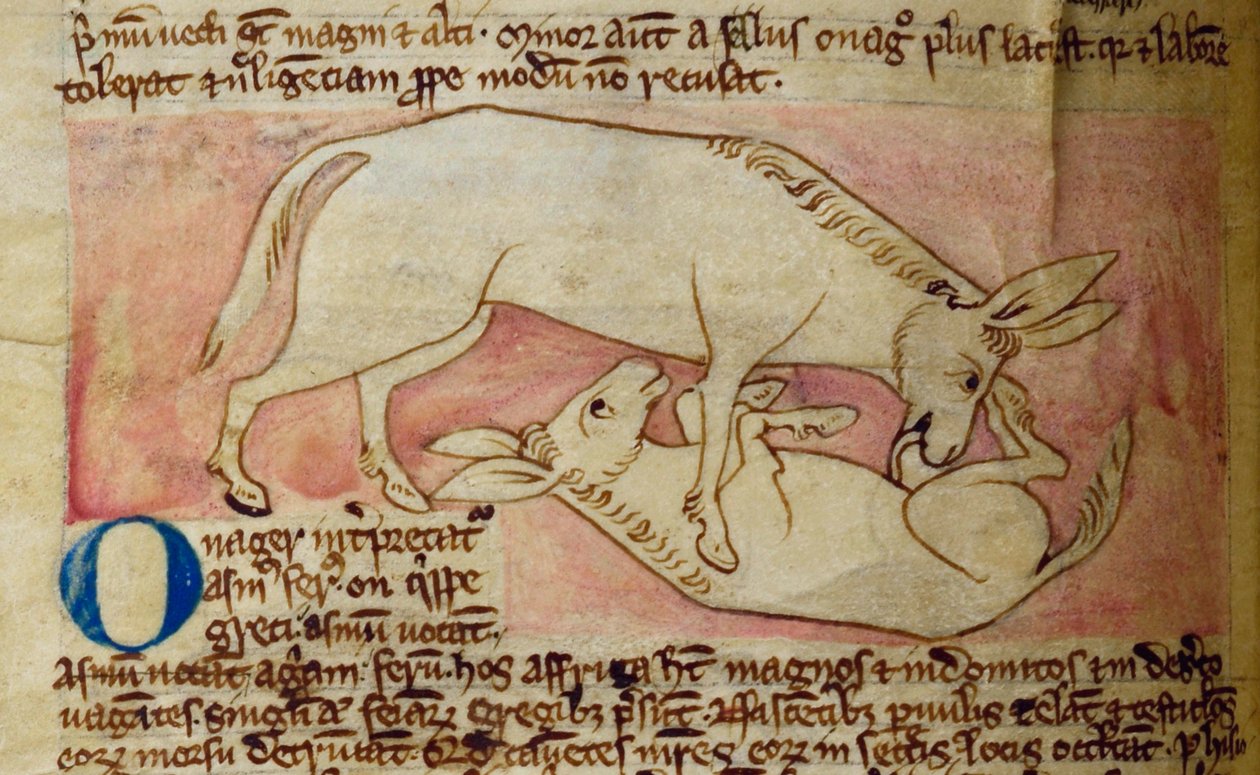 CCA-LitMs/D/10 fol. 10r Wild ass, fra Bestiary af English School
