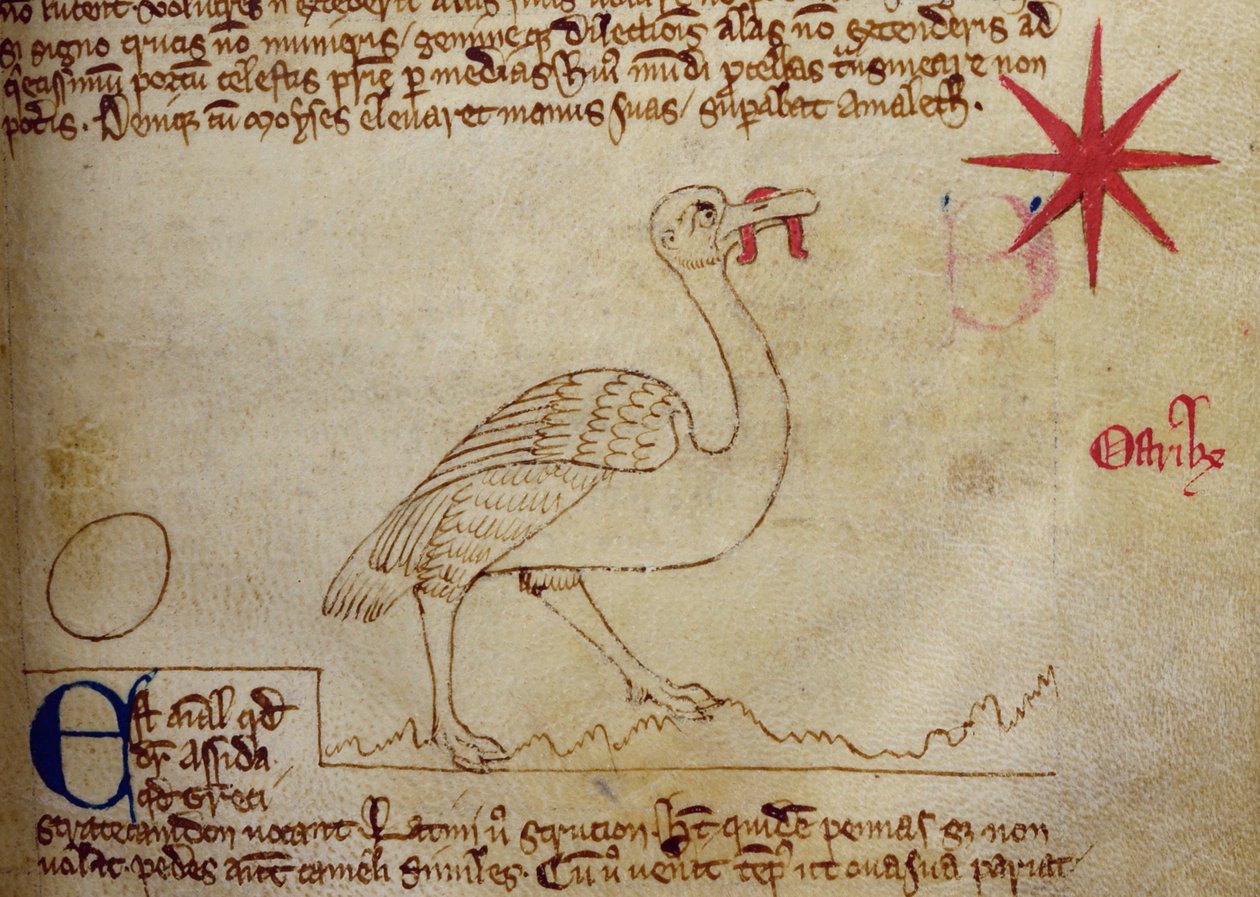 CCA-LitMs/D/10 fol. 16r Struds, fra Bestiary af English School