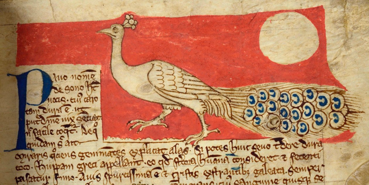 CCA-LitMs/D/10 fol. 22r Peacock, fra Bestiary af English School