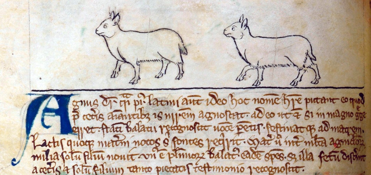 CCA-LitMs/D/10 fol. 8v Lam, fra Bestiary af English School