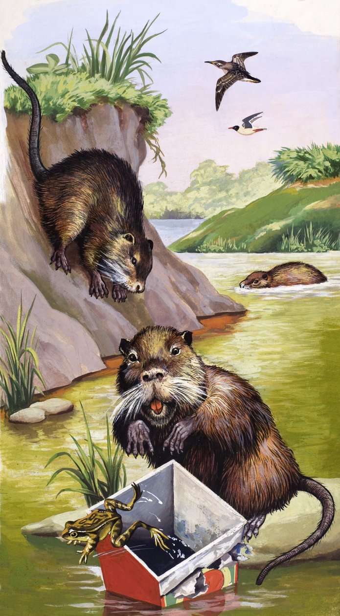 Coypu af English School