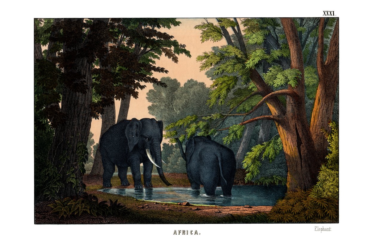 Elefant af English School