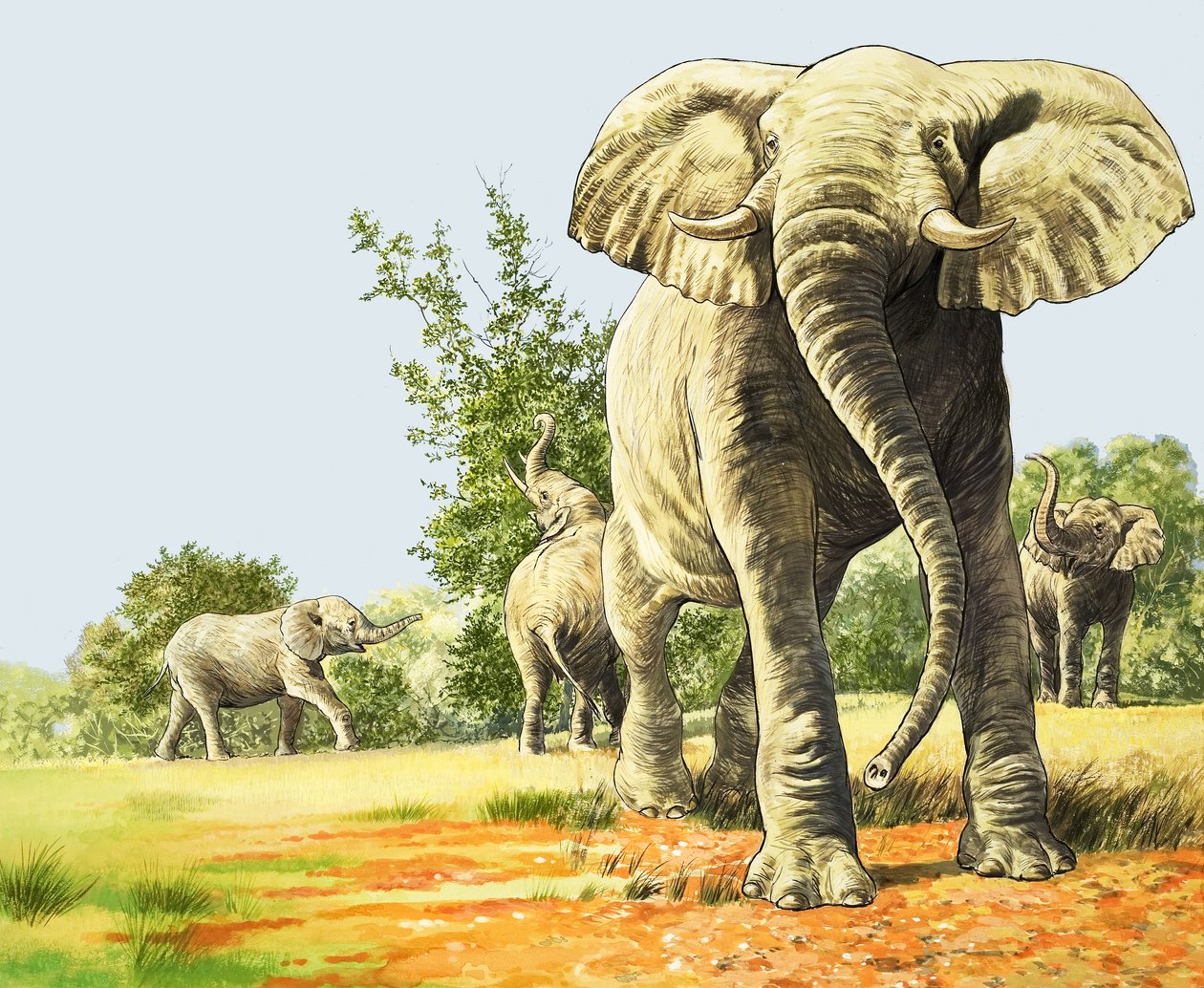 Elefanter i Afrika, illustration fra 