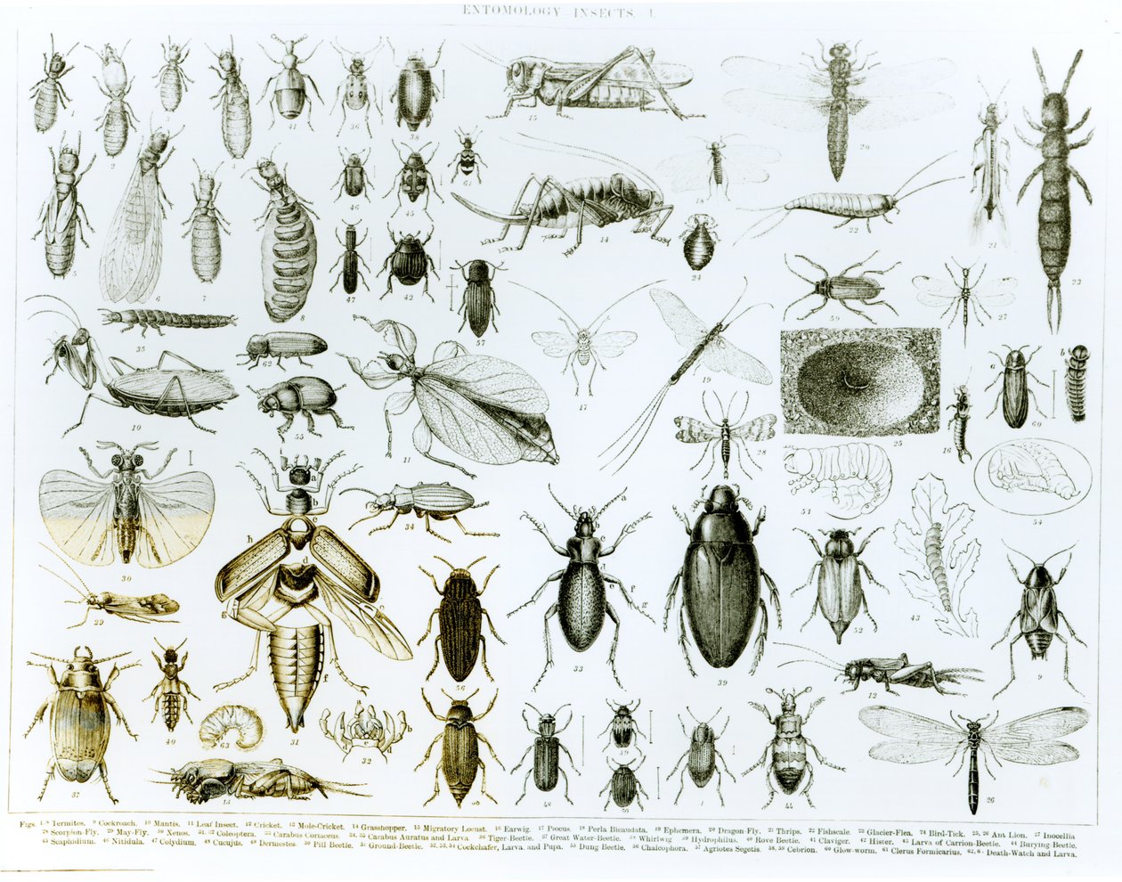 Entomologi insekter (litho) (bw foto) af English School