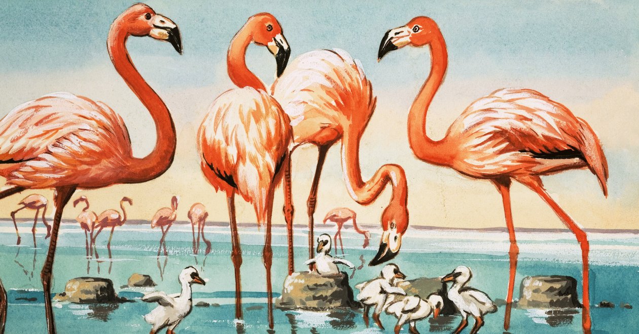 Flamingoer af English School