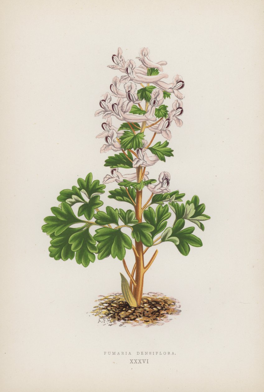 Fumaria Densiflora (farve litho) af English School