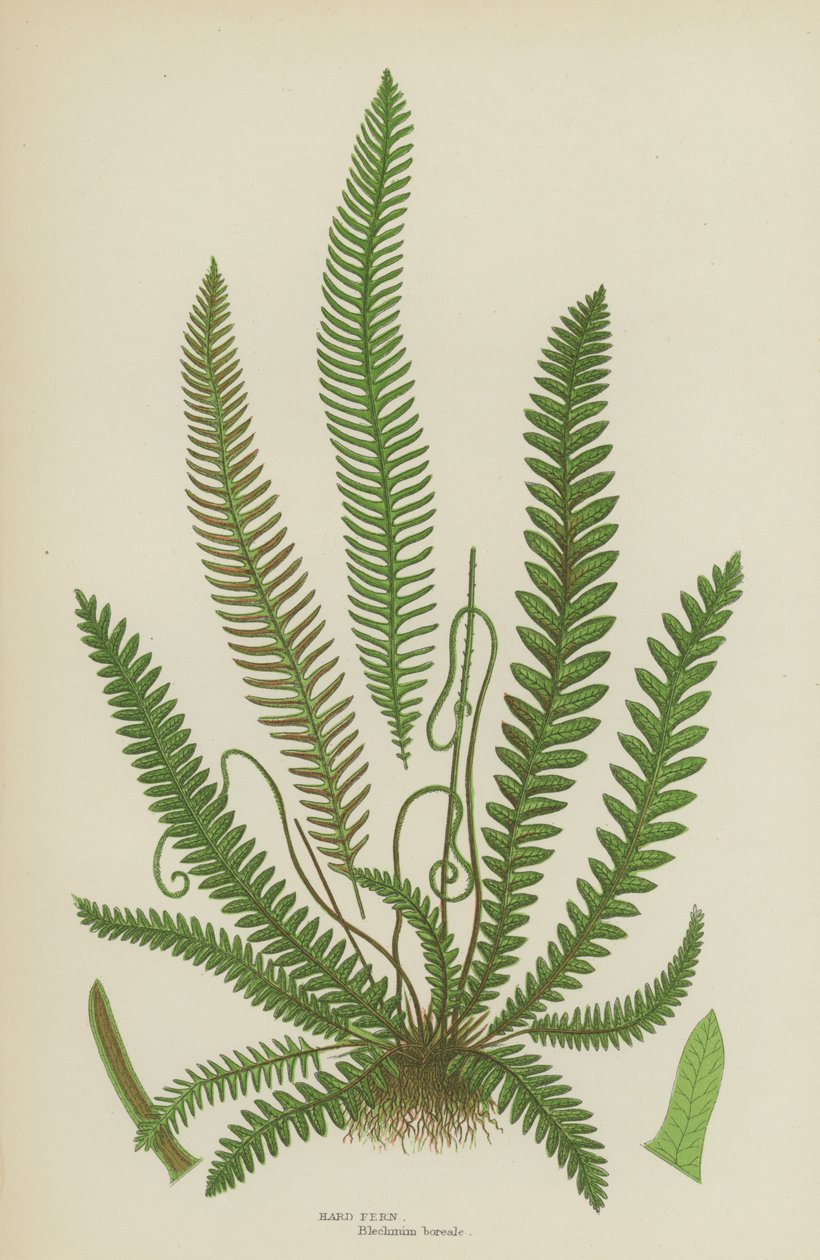 Hard Fern (farve litho) af English School