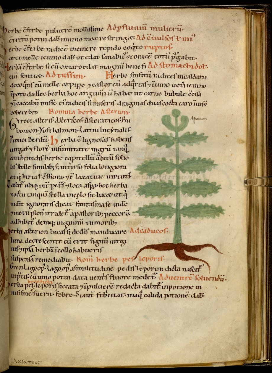 Harley 4986 fol.20 The Herb Asterion (vellum) af English School