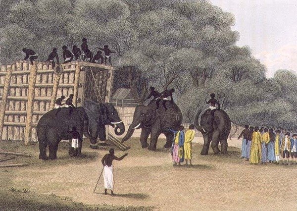 Hindoo Elephant Trap, pub. af Edward Orme af English School