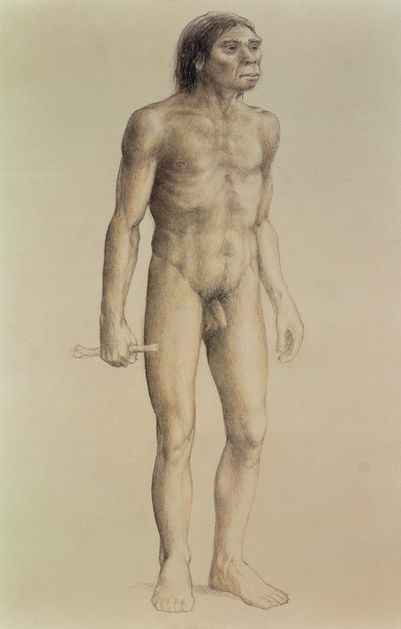 Homo erectus (blyant på papir) af English School