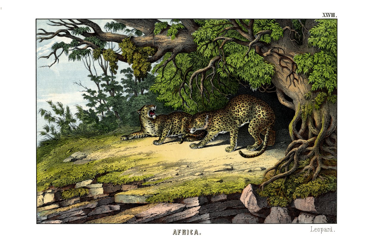 Leopard af English School