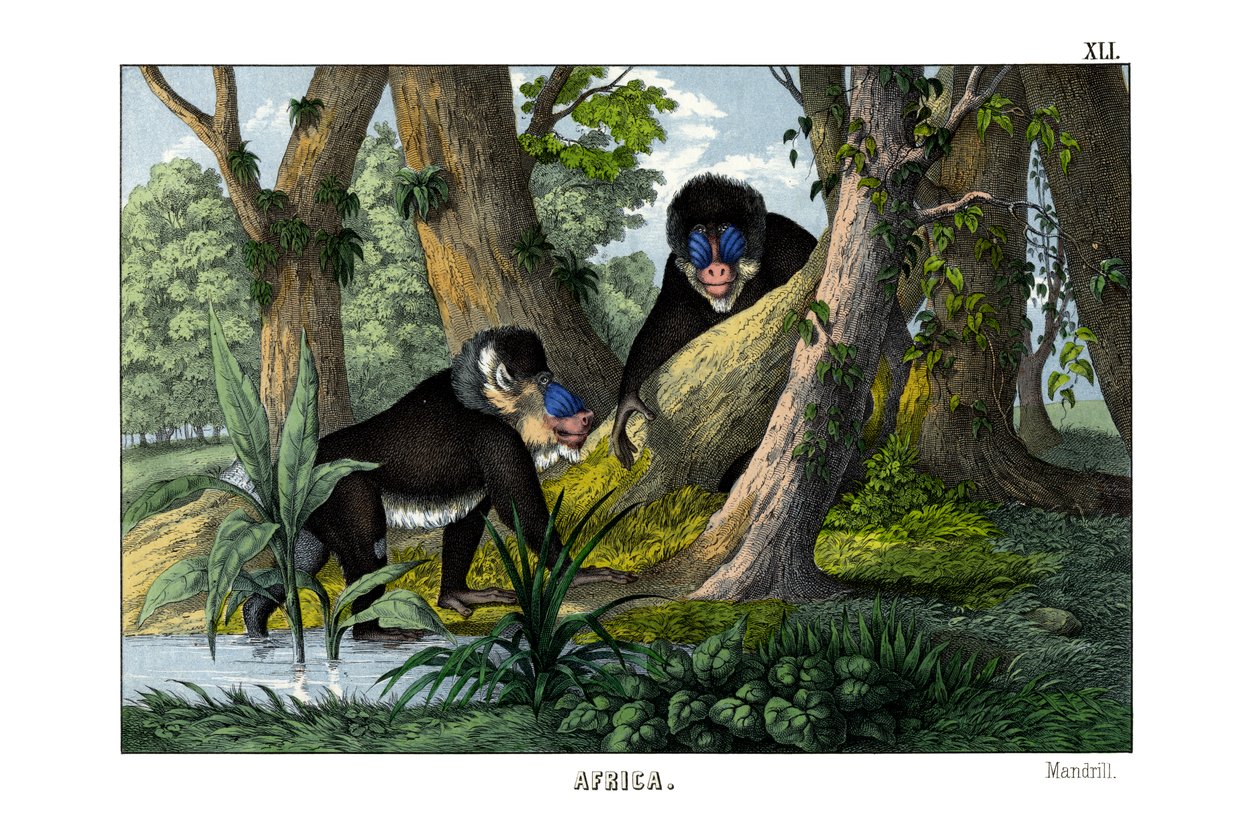 Mandrill af English School