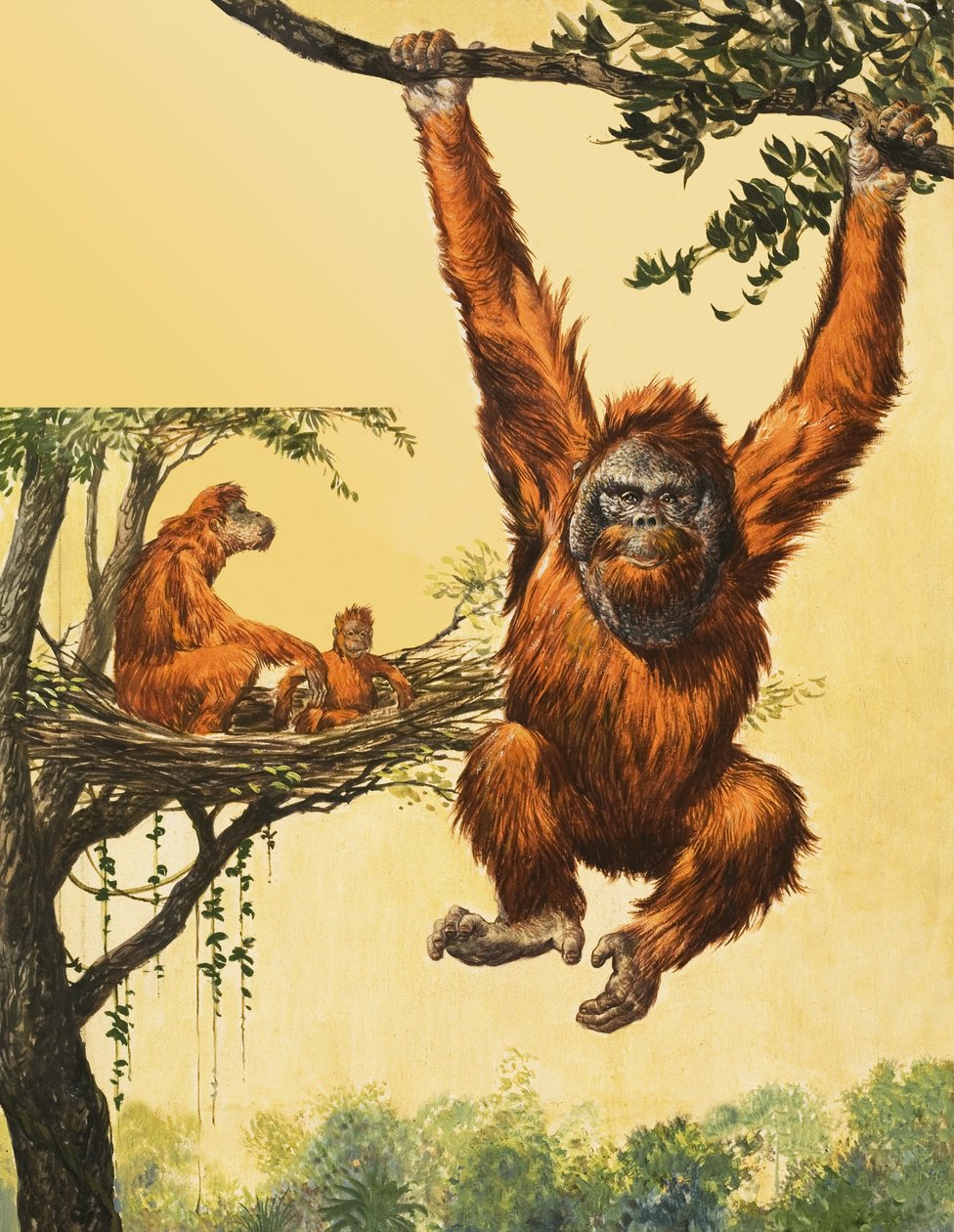 Orangutanger af English School