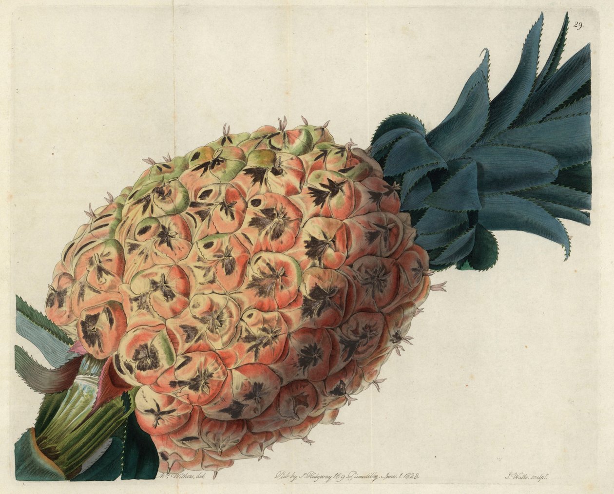 Otaheite ananas fra John Lindleys "Pomological Magazine" af English School