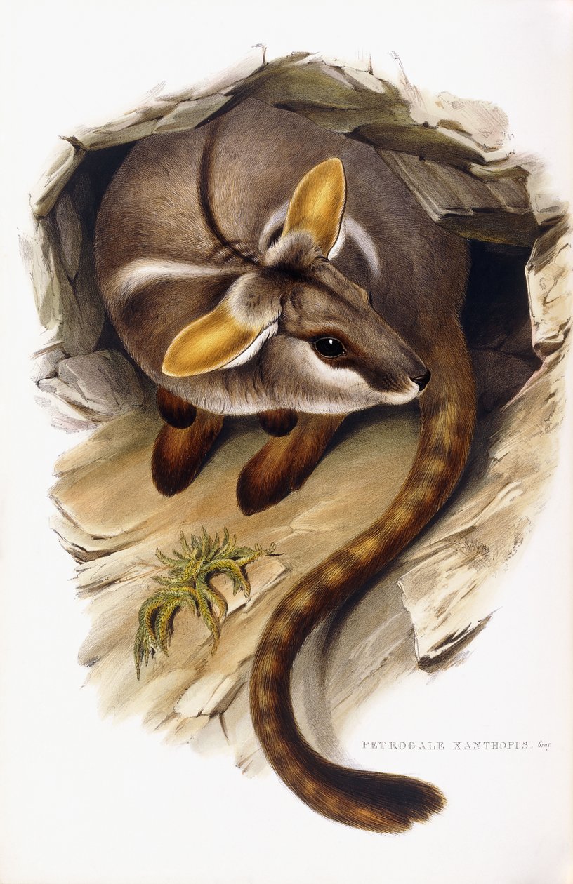 Petrogale Xanthopus af English School