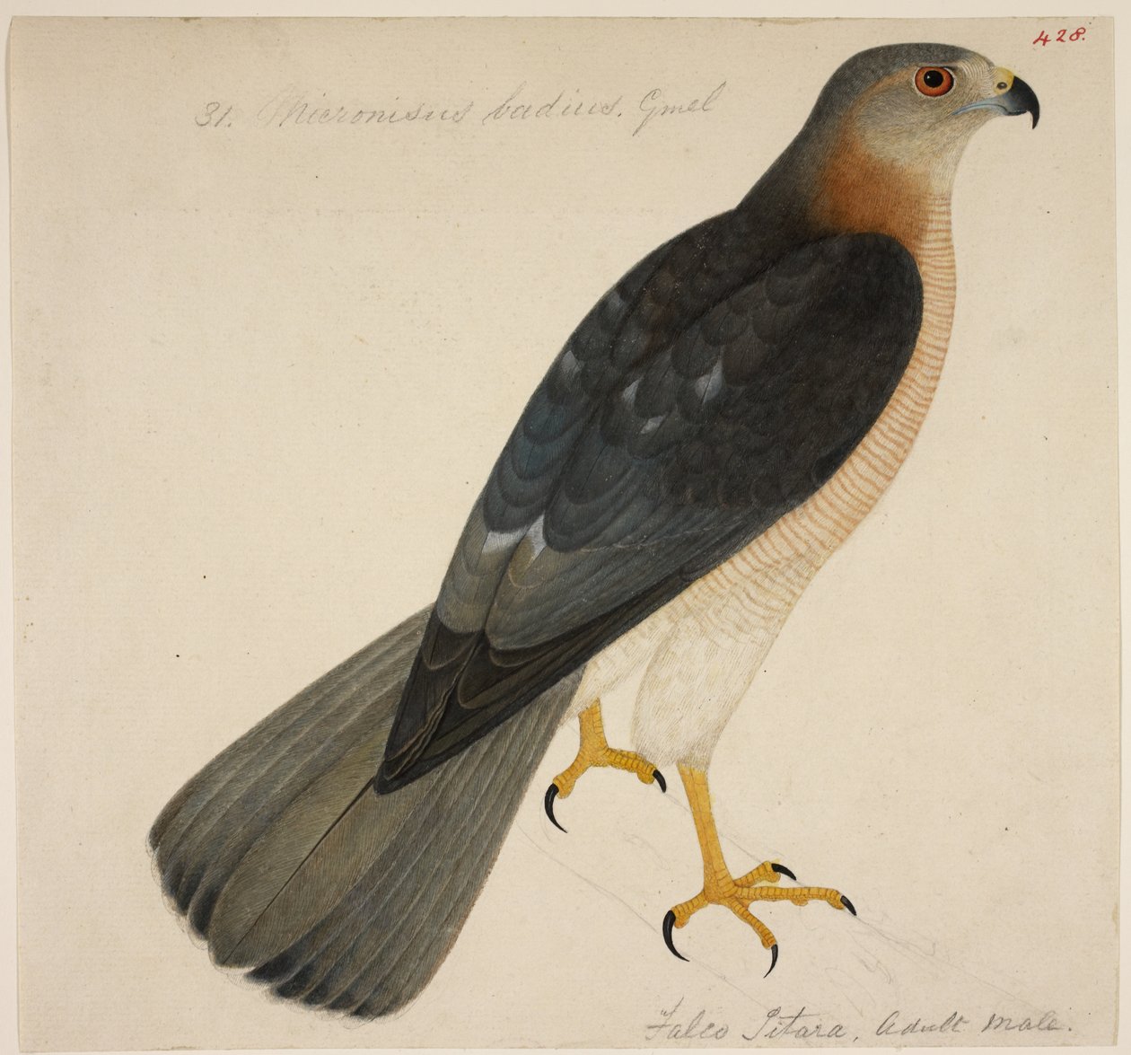 Shikra eller 