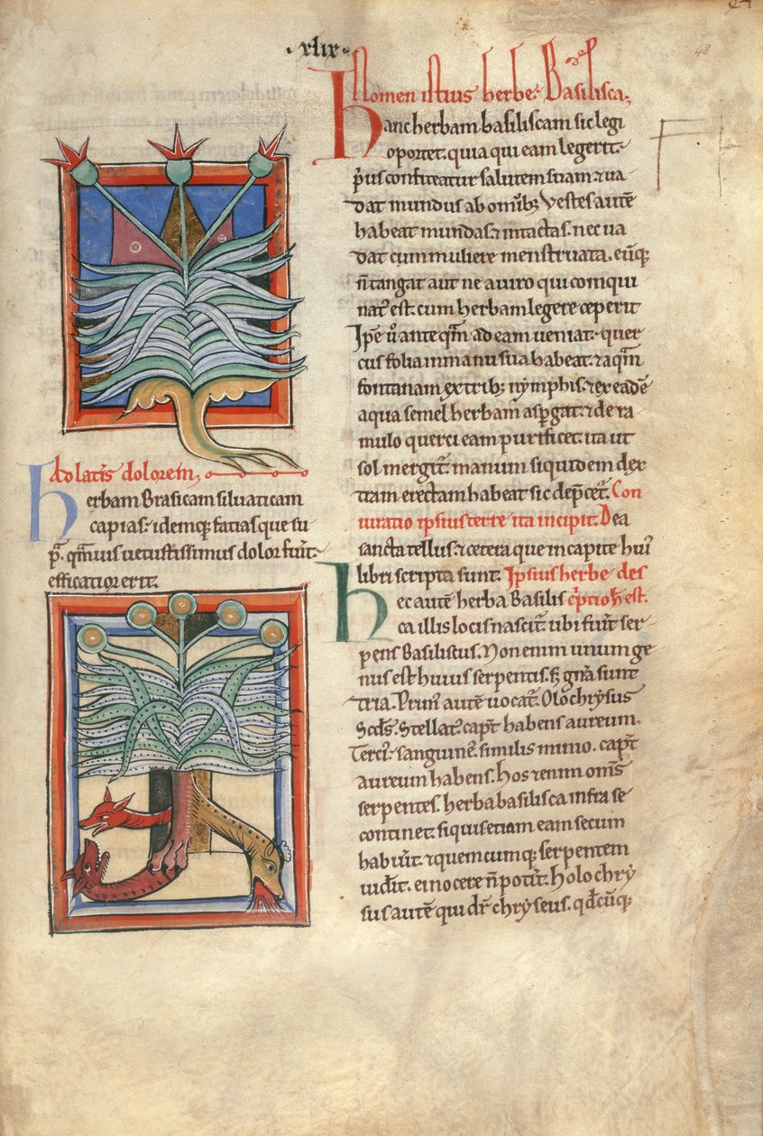 Sloane Ms 1975 fol.48 The Herb Basilica af English School