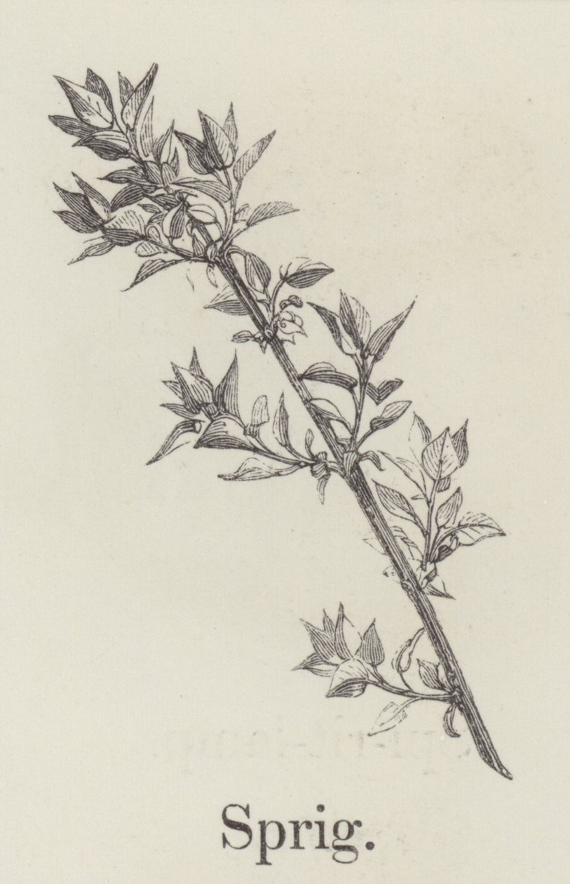 Sprig (engraving) af English School