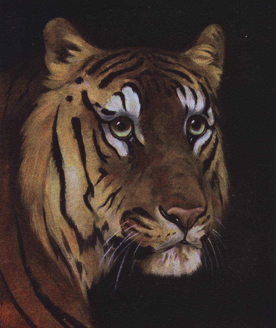 Studie af en tigers hoved (farve litho) af English School